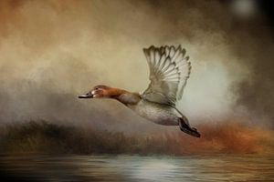 Fliegende Ente über Wasser in der Herbstlandschaft