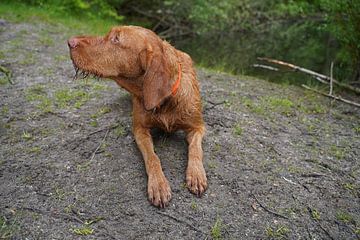 On the forest path with a brown Magyar Vizsla wirehair. by Babetts Bildergalerie