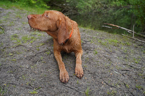 Op het bospad met een bruine Magyar Vizsla draadhaar.