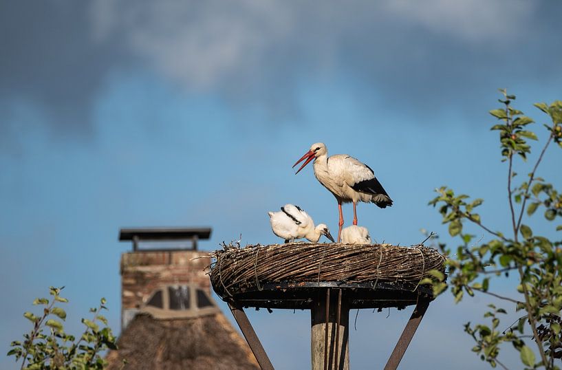 Heteren part 11 by Tania Perneel