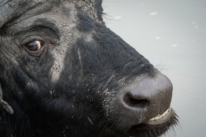 African Buffalo by Ed Dorrestein