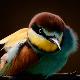 Bee-eater close-up by Thomas Marx