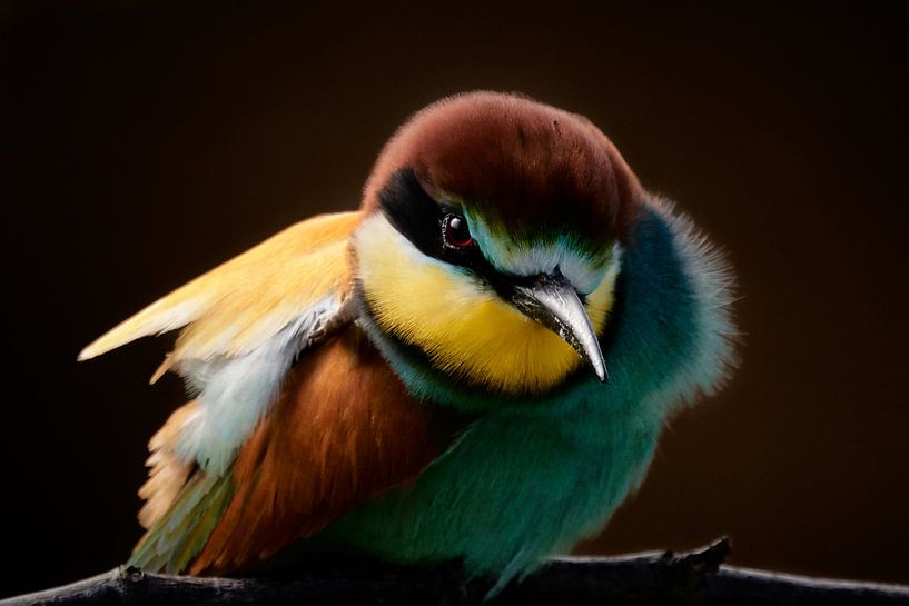 Bee-eater close-up by Thomas Marx