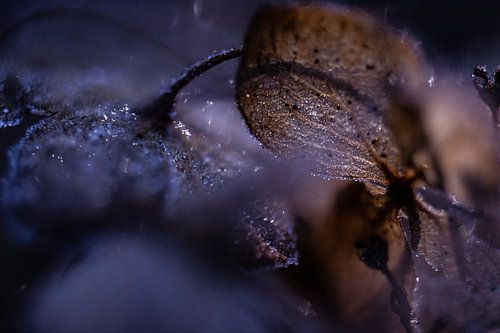 IJskristal Hortensia | Bruin en Paars | Natuur