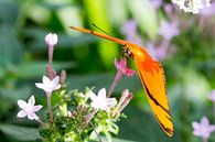 Schmetterling von Dennis Eckert Miniaturansicht