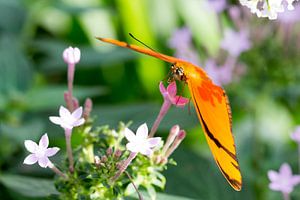 papillon sur Dennis Eckert