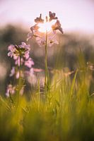 Pinksterbloem in de ondergaande zon