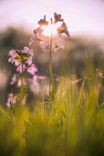 Pinksterbloem in de ondergaande zon