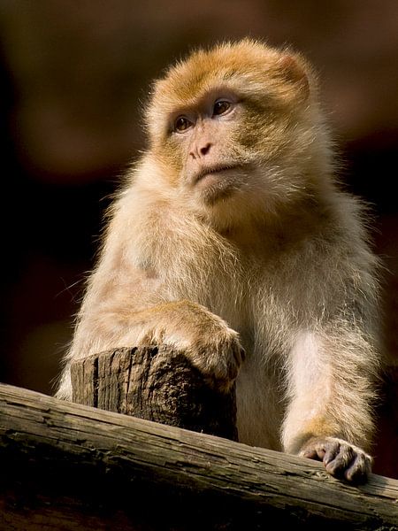 Singe berbère : Ouwehands Dierenpark par Loek Lobel