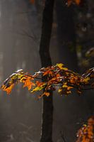 couleurs d'automne