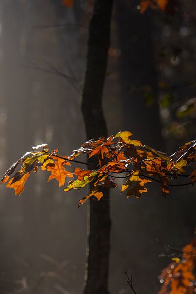 autumn colours by Bart Liesenborgs