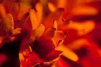 Fel rood-oranje bloem