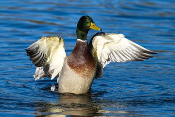 Mallard drakes grooming their feathers by Karin Jähne