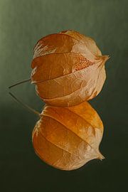 Fragile and vulnerable: Still life of a lantern by Marjolijn van den Berg