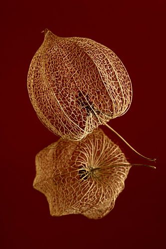 Gouden lampionnetje weerspiegeld in de bordeauxrode ondergrond