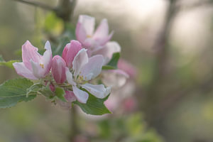 zartrosa Apfelblüte