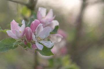 fleur de pommier rose pâle sur Tania Perneel