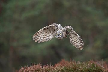 Great Horned Owl / Tiger Owl / Virginia-Uhu ( Bubo virginianus ) in powerful flight in front of the  van wunderbare Erde