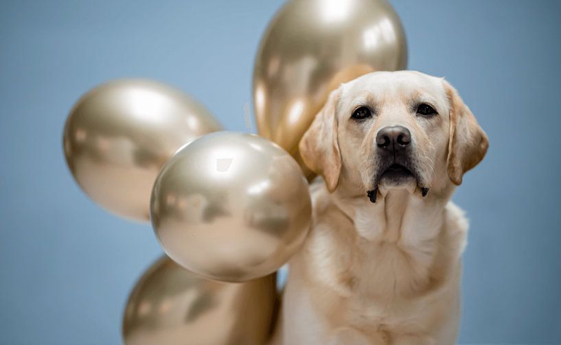 Labrador Jarig  wit/goud van Biebs Köhne von Jaski