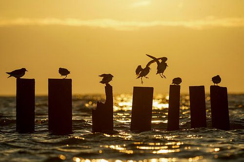 Vogels op de palen bij het haventje van Sil