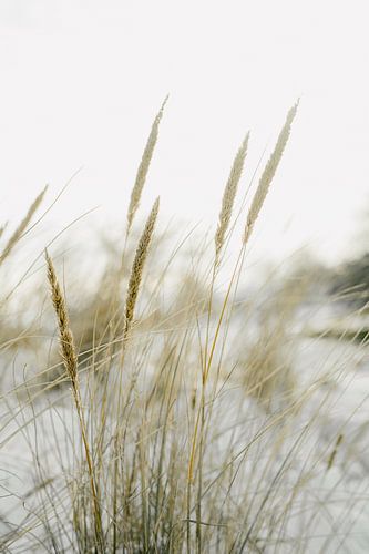 Helmgras in Nederlandse duinen