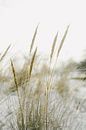 Helmgras in Nederlandse duinen van Melissa Peltenburg thumbnail