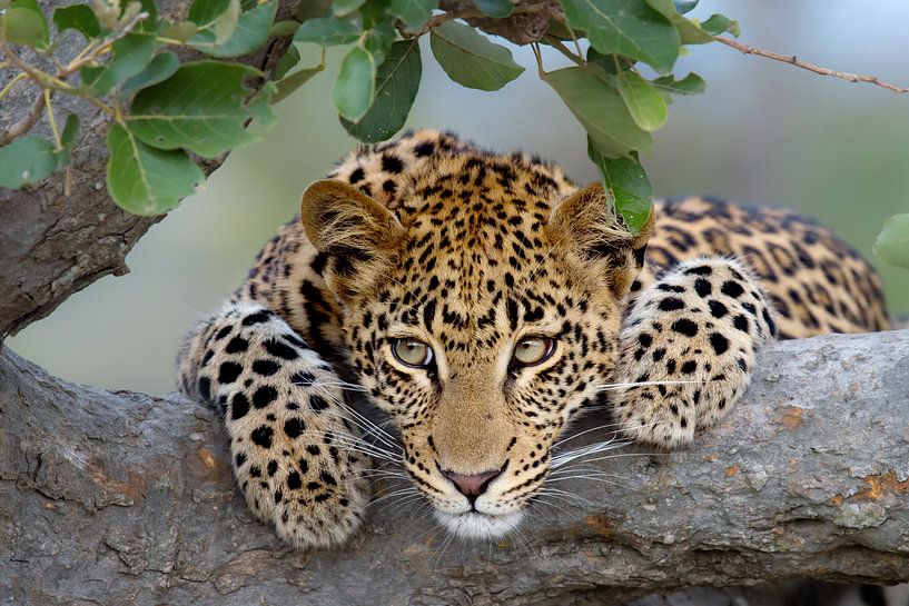 Leopard portrait by Jos van Bommel
