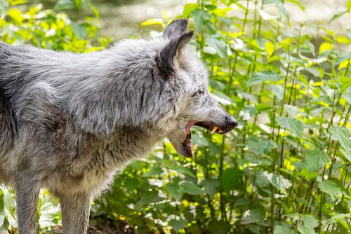 Wolf in de natuur