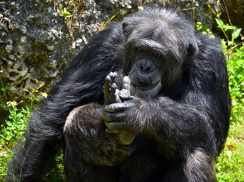 Chimpansee in Miami Zoo