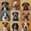 Dog portraits by Black Coffee thumbnail