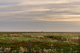 Cows on the horizon at Punt van Reide, Groningen