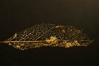 golden skeleton of an autumn leaf