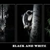 Wildlife - Black and White by Karina Brouwer