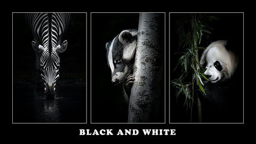 Wildlife - Black and White