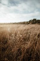 Zomer op de Veluwe