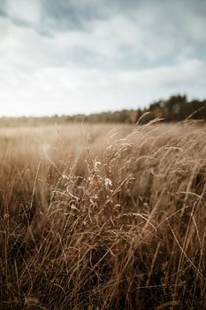 Summer on the Veluwe