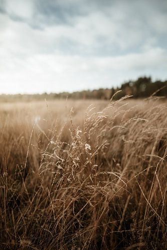 Sommer auf der Veluwe