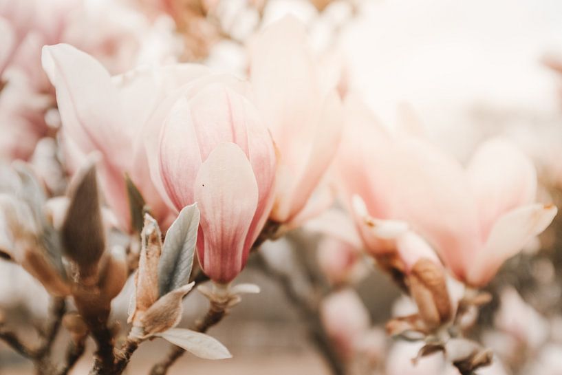 Magnolia flowers in bloom by Melissa Peltenburg