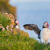 Puffin has landed van Jack Soffers