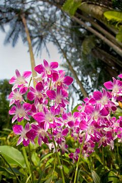 Orchideentuin in Singapore von Arie Storm