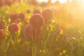 red Dahlia flowers in evening sun on a grower's Dahlia field by Margriet Hulsker