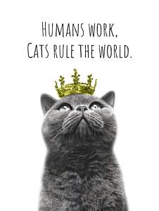 Cool Cat - The Ruler