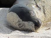 sandy face of sealion on Galapagos by Marieke Funke thumbnail