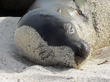 sandy face of sealion on Galapagos by Marieke Funke