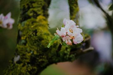 Apfelblüte von Nickie Fotografie