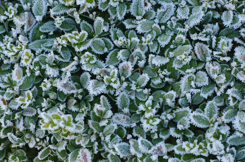 Boxwood with frost by cuhle-fotos