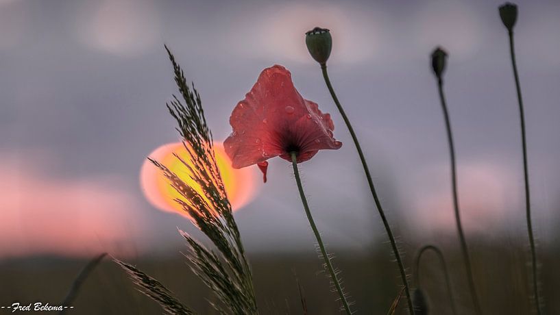Mohn auf dem Feld von Fred Bekema