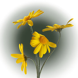 South African Daisy flower, standing tall and proud by Carla Baartman - Fun and Digital Art