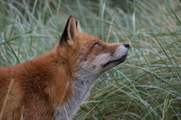 Fox by Marc van Tilborg