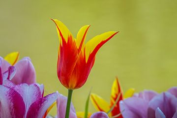 Tulp